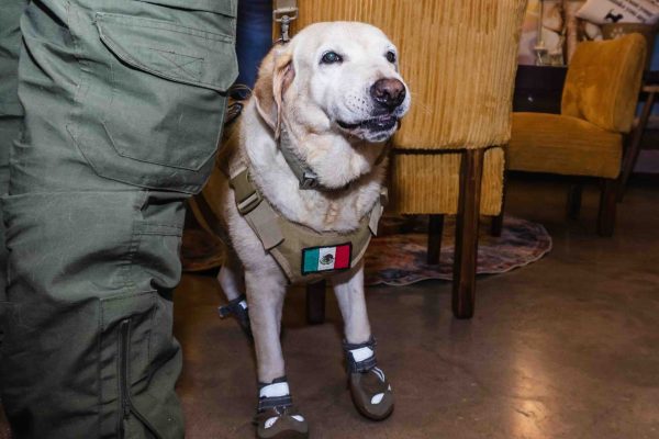 Patitas con alas Gente Sinaloa 8 Culiacán la primera funeraria para mascotas: Patitas con Alas revista gente sinaloa