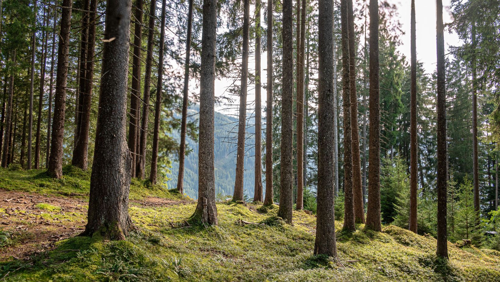 internet de los bosques revista gente sinaloa