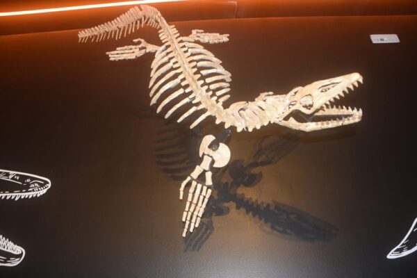 MUNBA EXPO DEPREDADORES 5