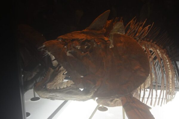 MUNBA EXPO DEPREDADORES 6